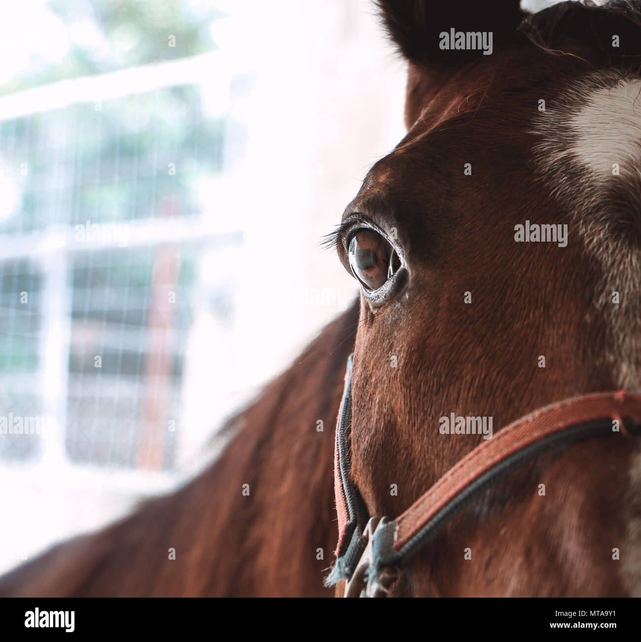 Horse Eye in Nahaufnahme Stockfoto