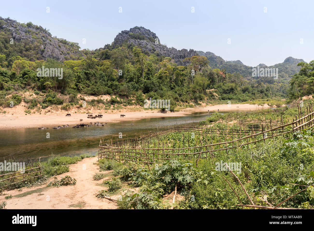 Eingezäunt wachsenden Bereich neben Fluss mit Wasserbüffel, Nong Ping, Laos Stockfoto