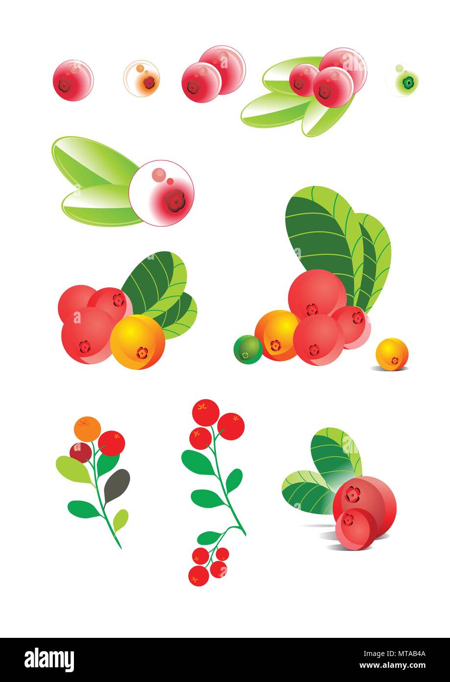 Vektor Cranberries, Preiselbeeren, stilisierte Abbildung Cranberries, verschiedenen Beeren, Cranberry in den Kurven, Niederlassung Cranberries in einem Vektor, Cran Stock Vektor