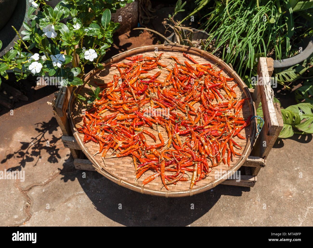 Rote Chilis trocknen in der Sonne, in Champasak Champasak, Laos Stockfoto