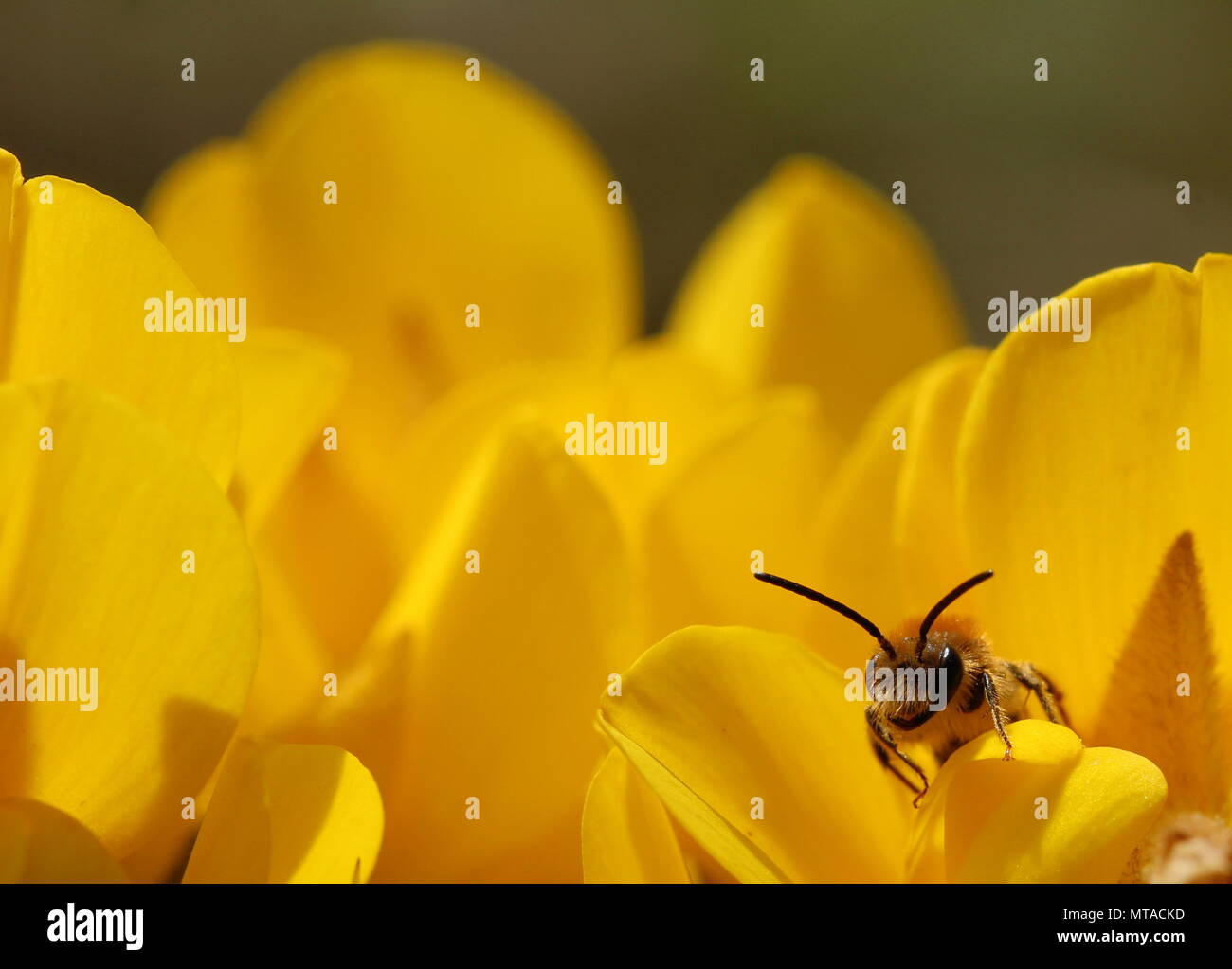 Ein Muster des solitären Bienen Andrena haemorrhoa (oder Orange-tailed Bergbau Biene oder frühen Bergbau Biene) besuchen die Blütenköpfe der Ginster. Stockfoto