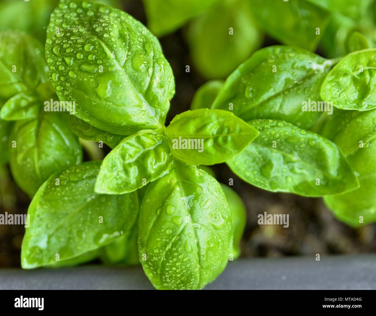 Topfpflanzen Basilikum, close-up. Bltter von intensiv grne Farbe, mit  Tautropfen Stockfotografie - Alamy