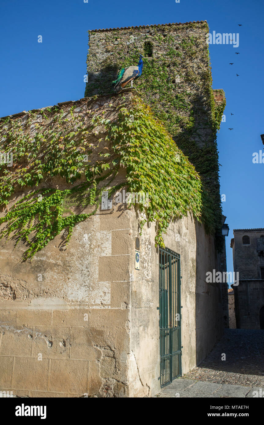 Sande's Mansion Turm mit Pfau auf Ecke oben, Caceres historische Viertel, Spanien Stockfoto