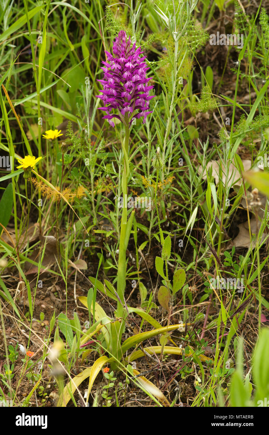 Wild und seltene Orchidee hybrid Anacamptis x simorrensis. Es ist ein Hybrid zwischen (Anacamptis pyramidalis) und Bug (Anacamptis cori Stockfoto