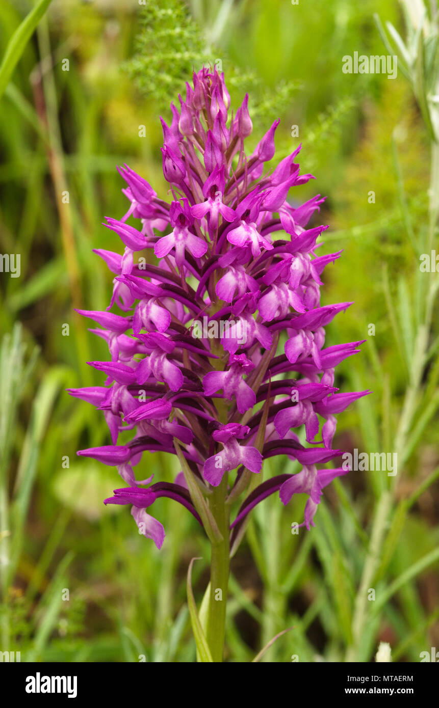 Wild und seltene Orchidee hybrid Anacamptis x simorrensis Blütenstand vor einem grünen Hintergrund. Es ist ein Hybrid zwischen (Anacam Stockfoto