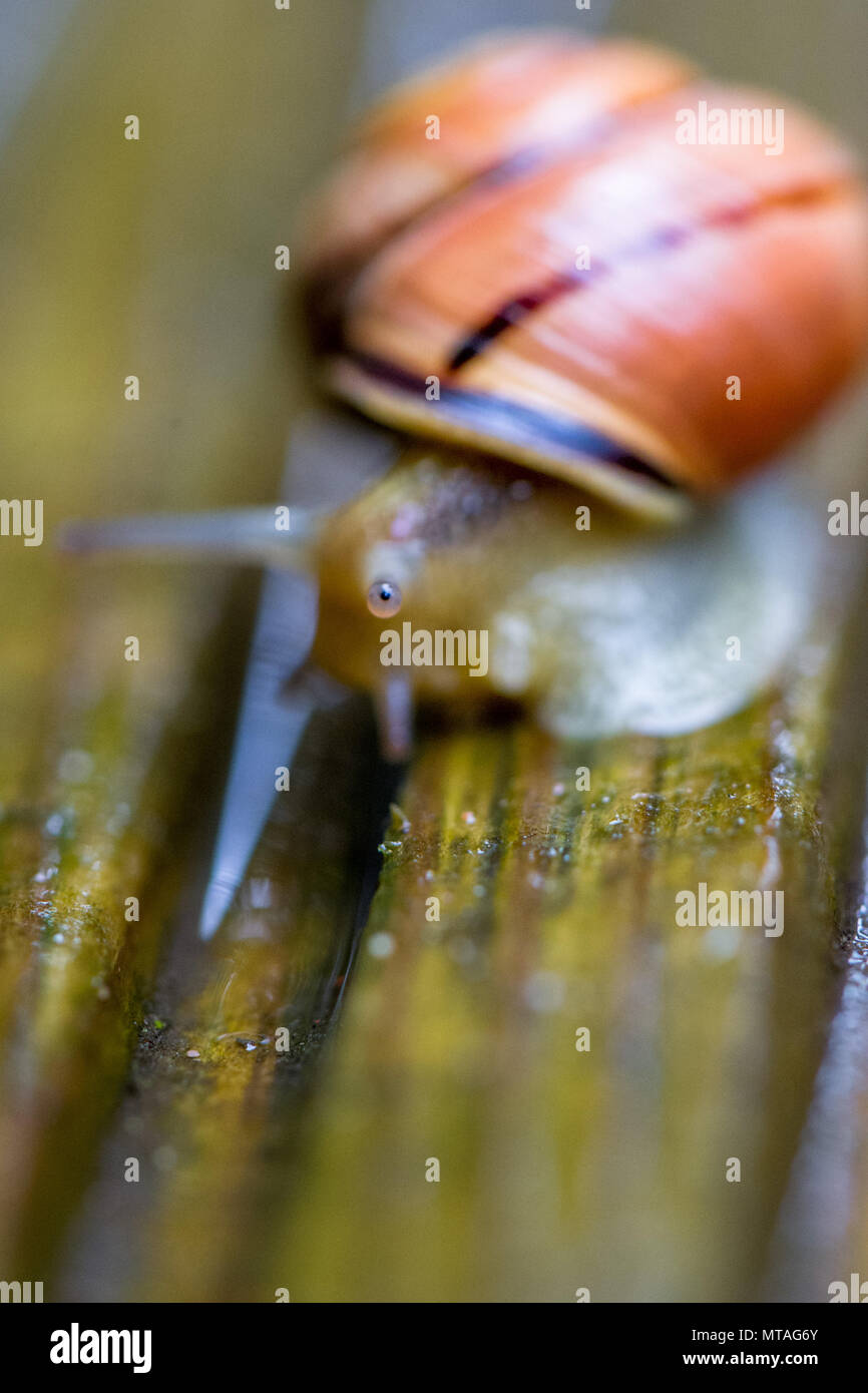 Nahaufnahme einer Brown-Lipped Schnecke. Stockfoto