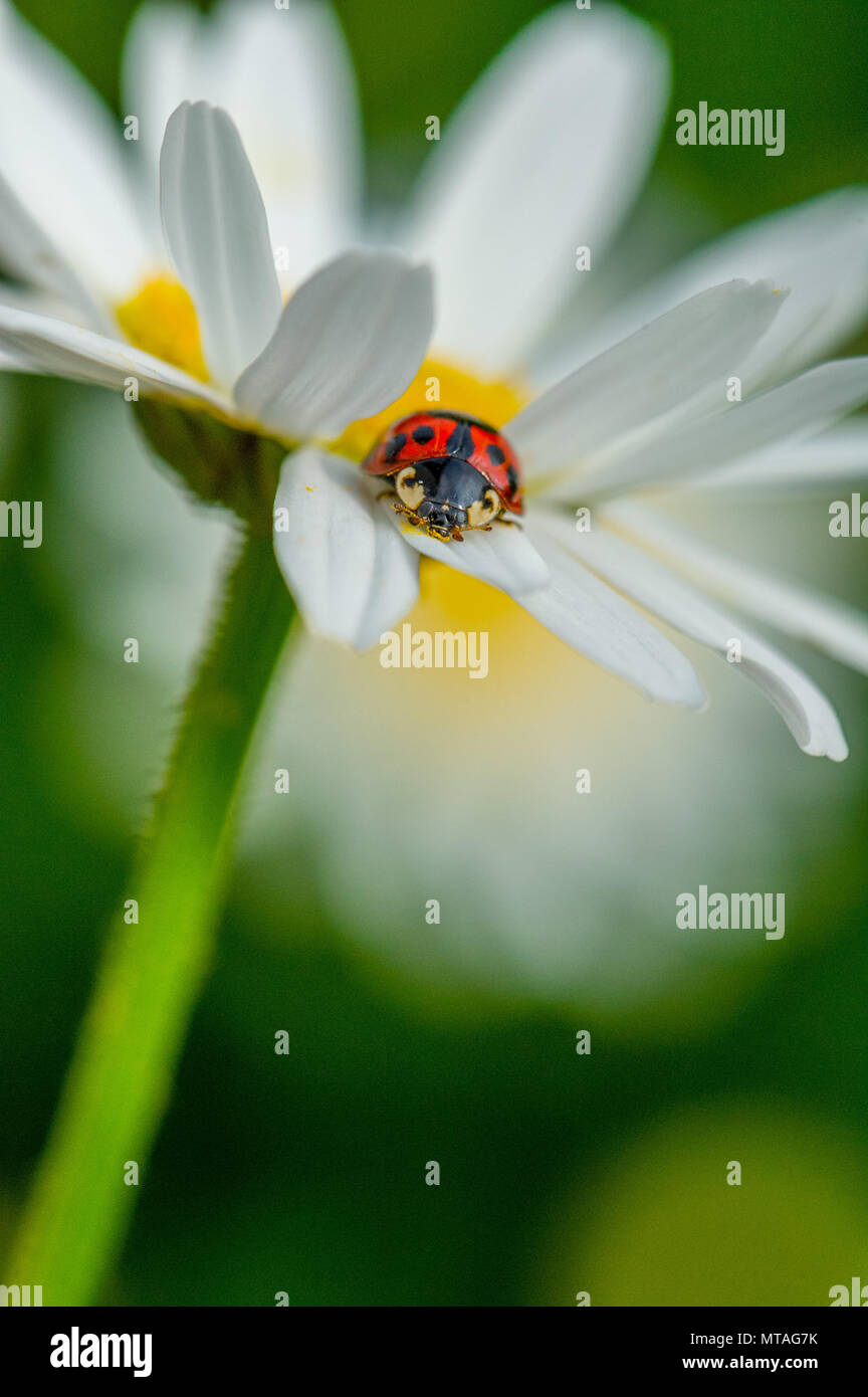 Harlequin Ladybird konsumieren Pollen aus einem Oxeye daisy flower. Stockfoto