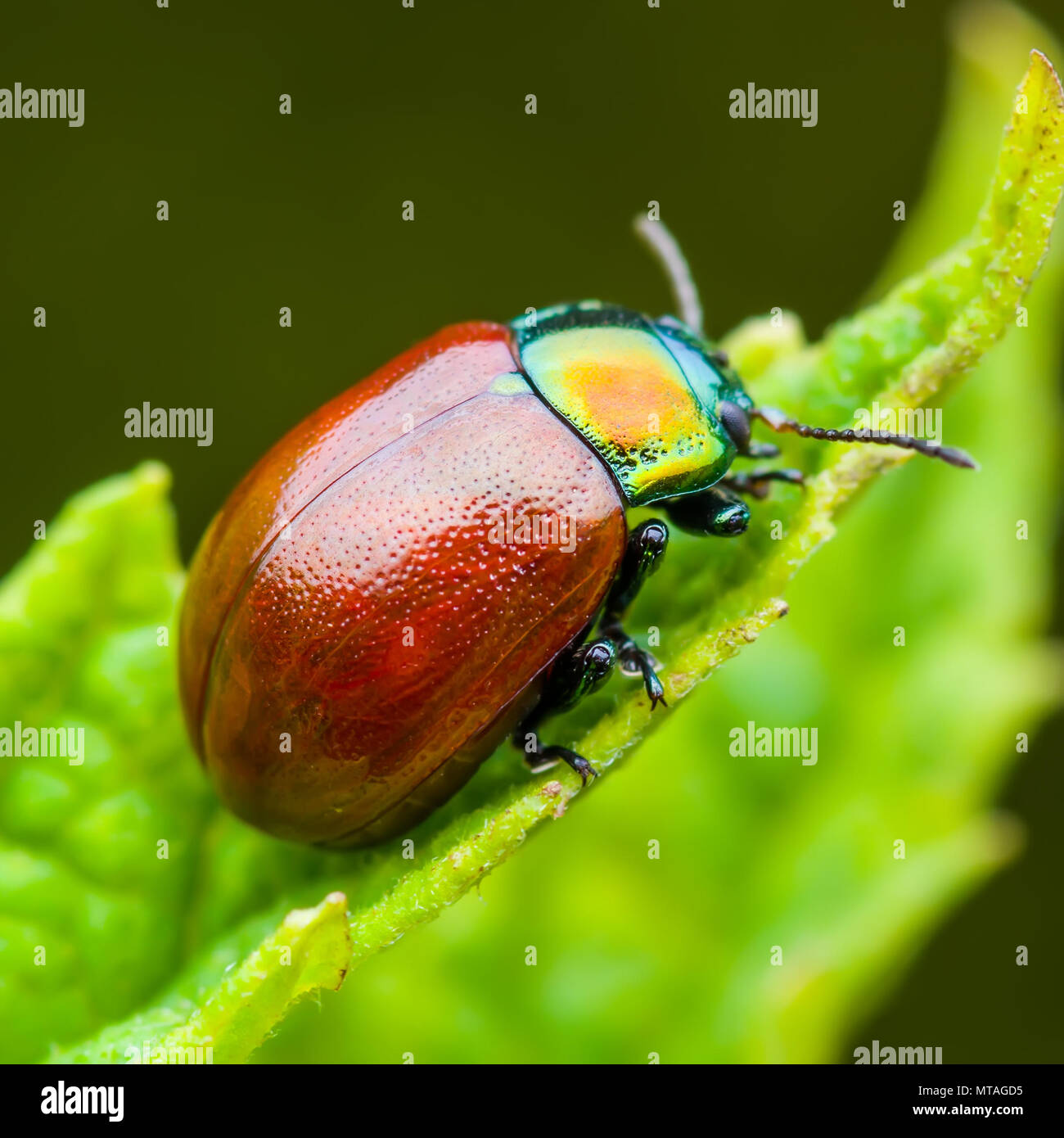 Chrysolina Coerulans Rot Minzeblatt käfer insekt kriecht auf grünem Blatt Makro Stockfoto