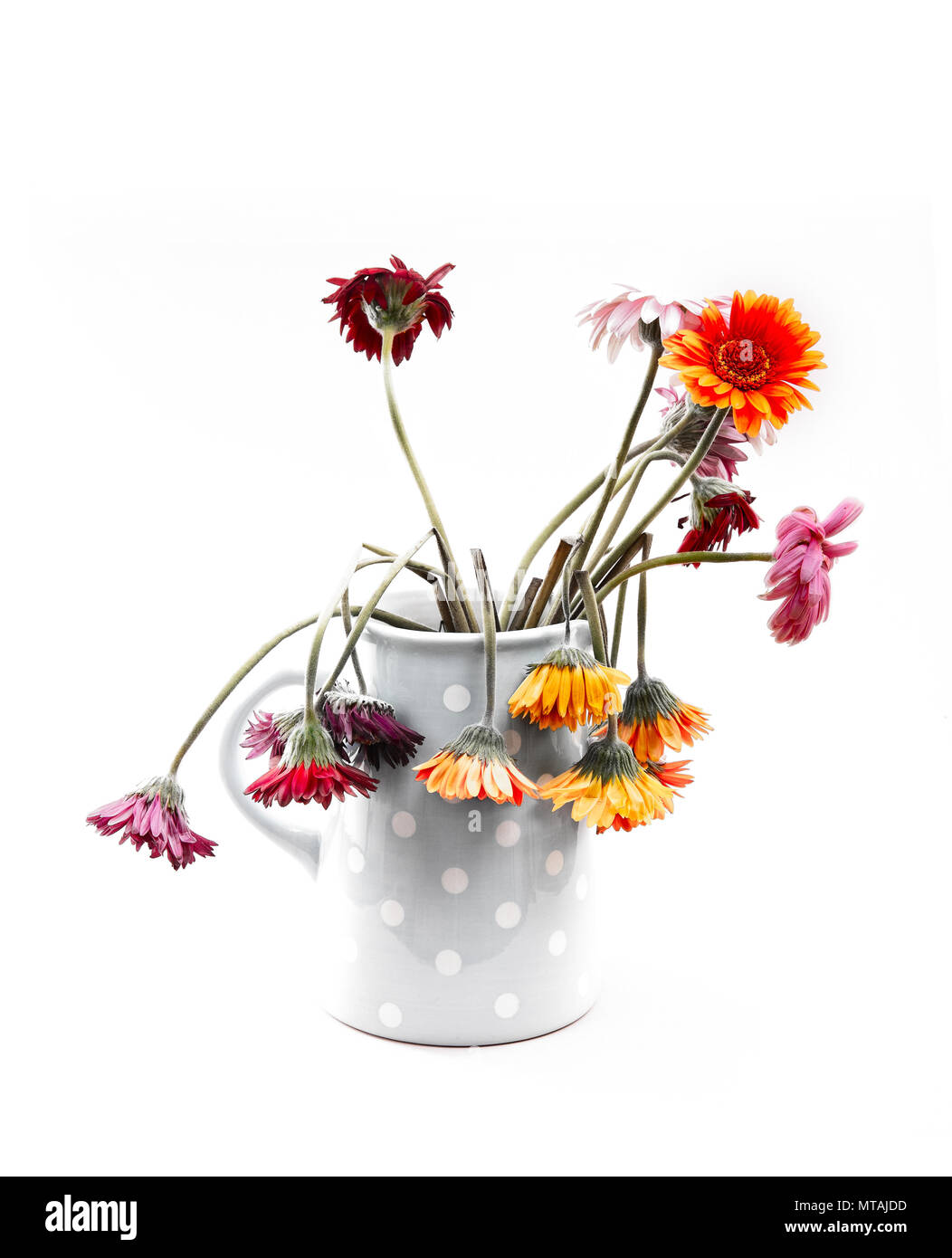 Kanne von toten und sterbenden Gerbera Blumen auf weißem Hintergrund Stockfoto