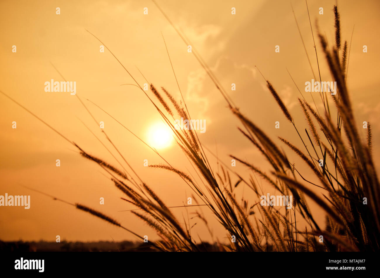 Schöne poaceae, Gräser in der Wiese während des Sonnenuntergangs. Stockfoto