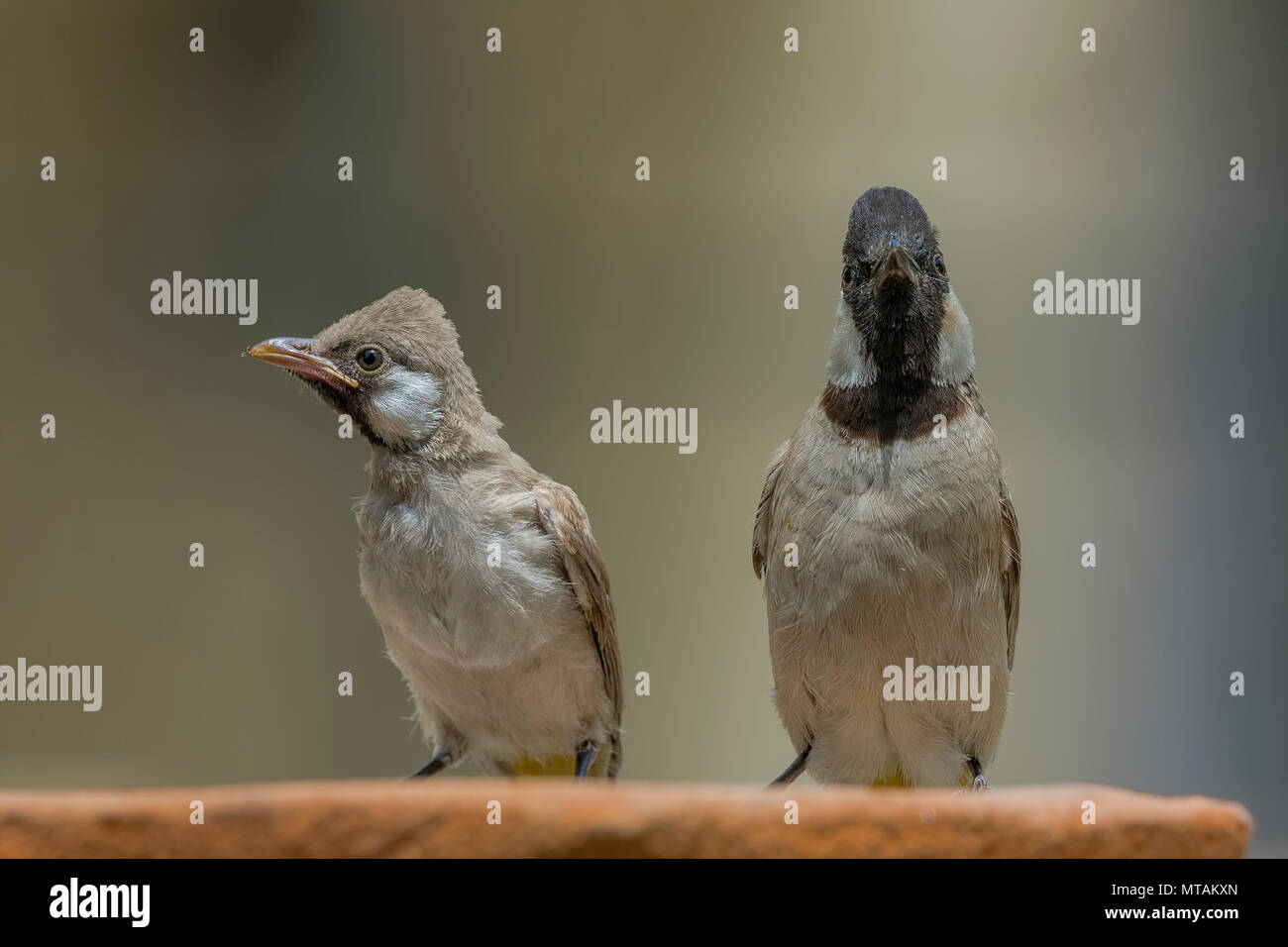 Weiß Eared Bulbul (Pycnonotus leucotis) oder White-Cheeked Bulbul Baby und Erwachsenen. Stockfoto