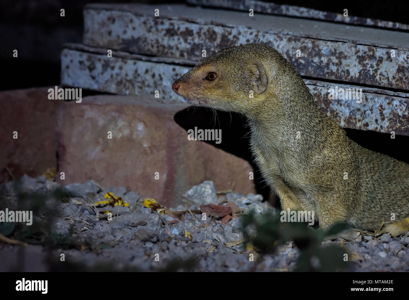 Mongoose (Herpestidae). Stockfoto
