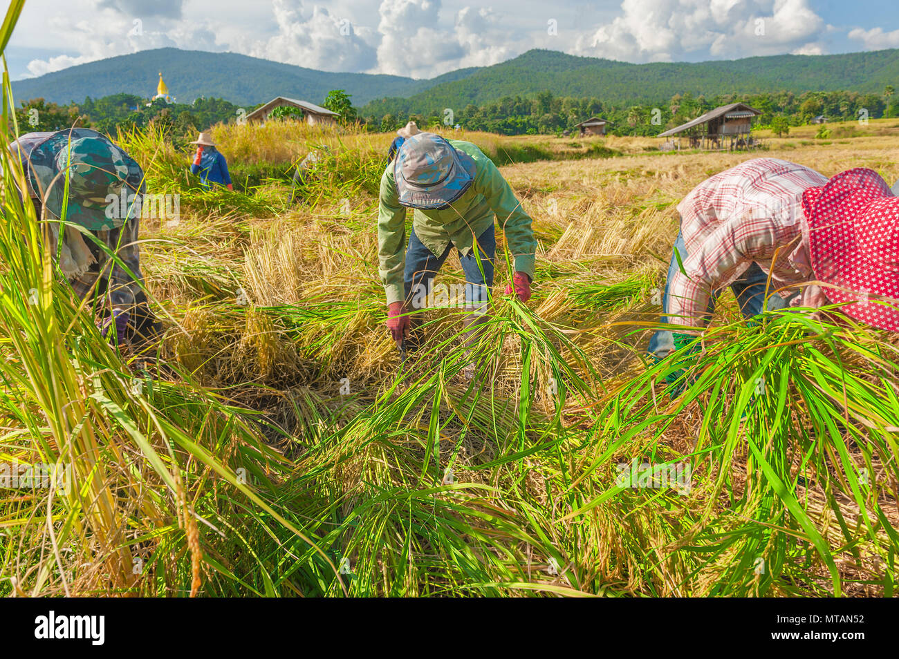 Ernte von Reis in Thailand. Während der Erntezeit, würden die Landwirte ernten ihren Reis mit scharfen Sicheln Reis Stengel zu schneiden. Stockfoto