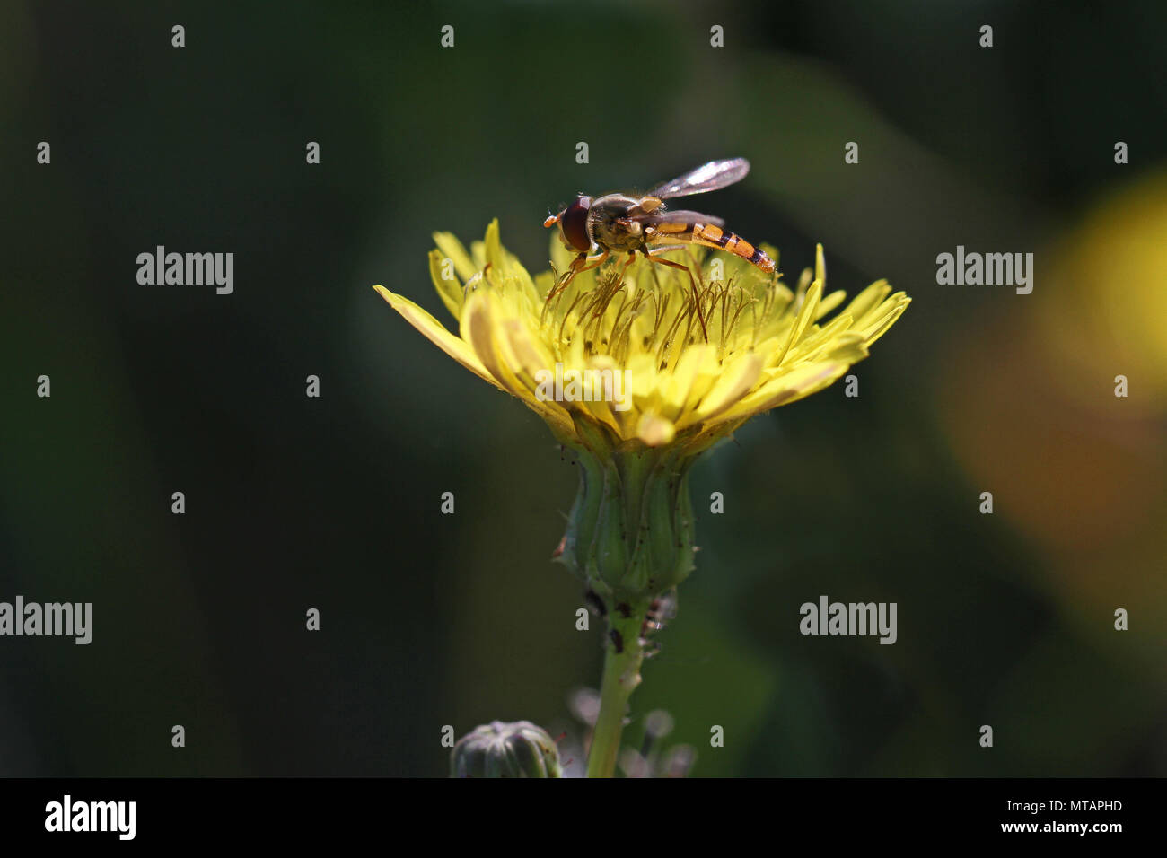 Winzige schweben Fliegen oder Blume fliegen Latin Episyrphus balteatus oder melanostoma scalare Fütterung auf ein gelbes stachelige Leistungsbeschreibung - thistle Blume Stockfoto