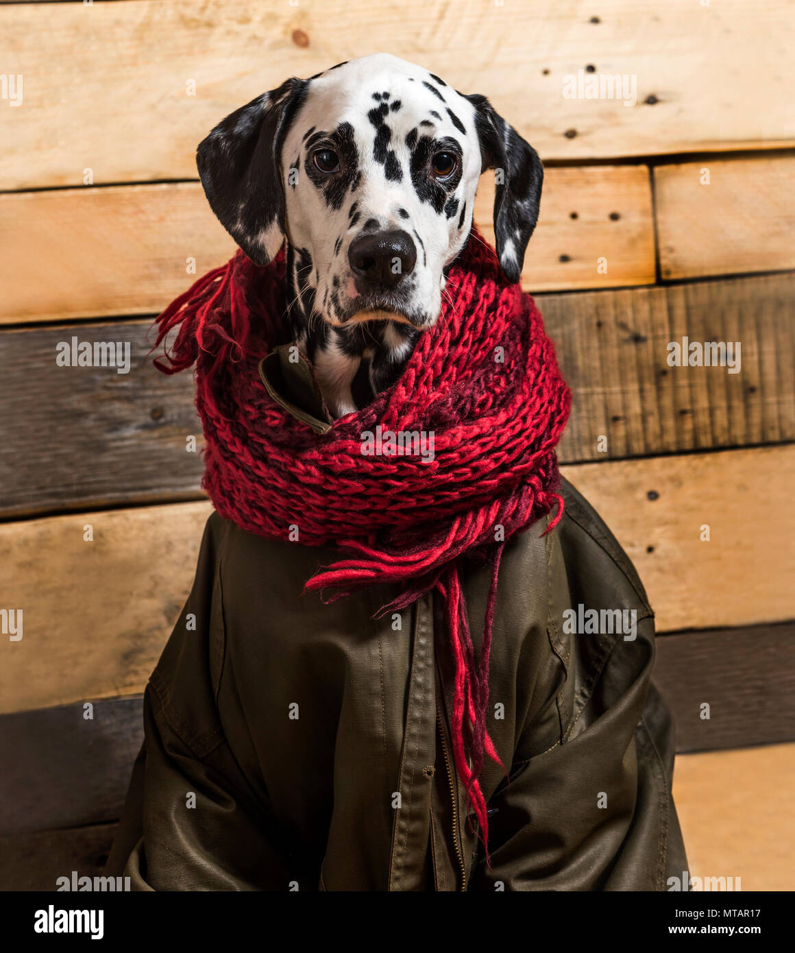 Dalmatiner eingewickelt in Schal und Mantel vor Holz- Hintergrund  Stockfotografie - Alamy