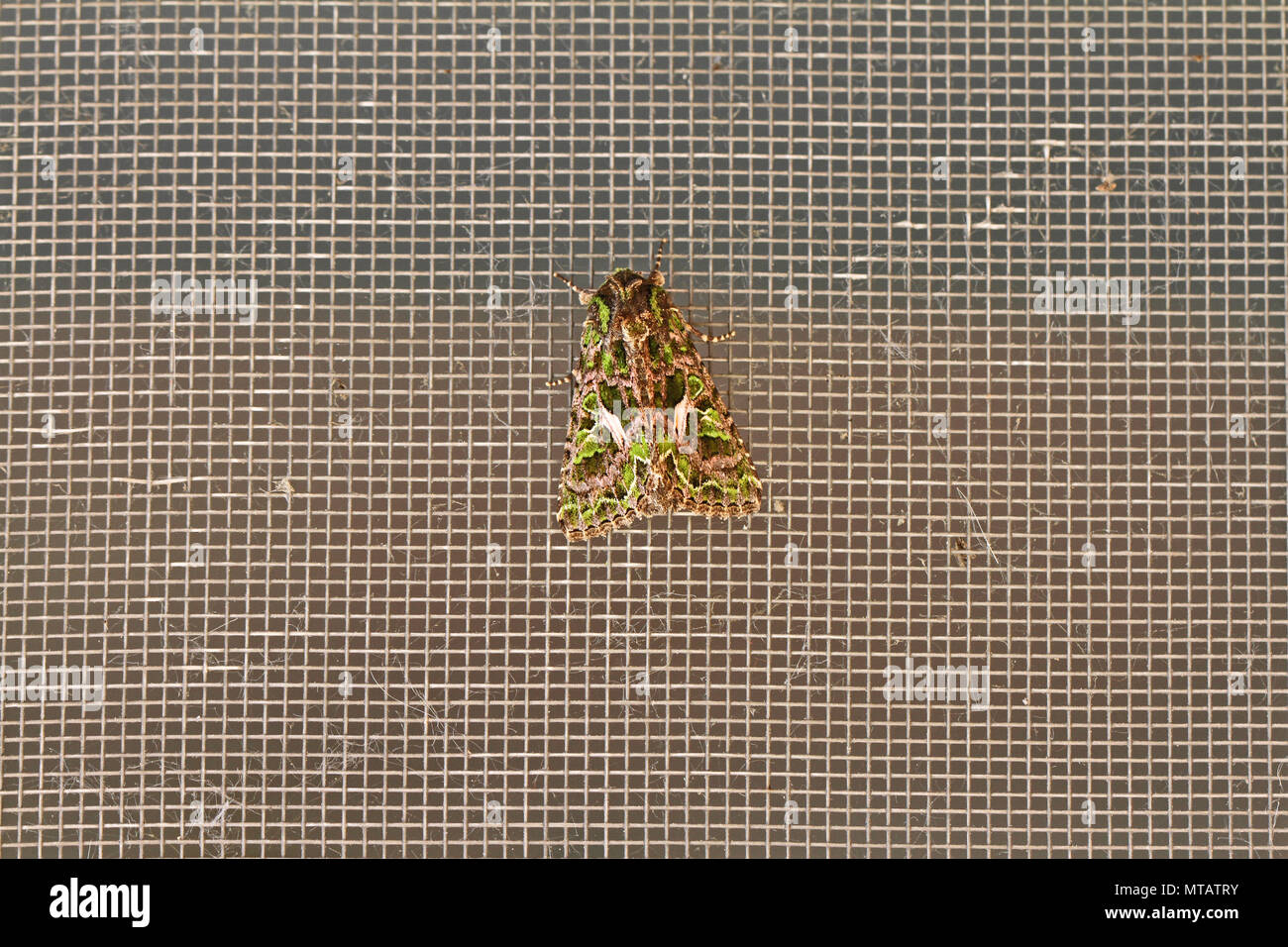 Melde motte Latin trachea atriplicis eine Art noctuid Moth in Ruhe auf einem Bildschirm Tür in Italien ein kontinentales Motte selten in Großbritannien gesehen Stockfoto