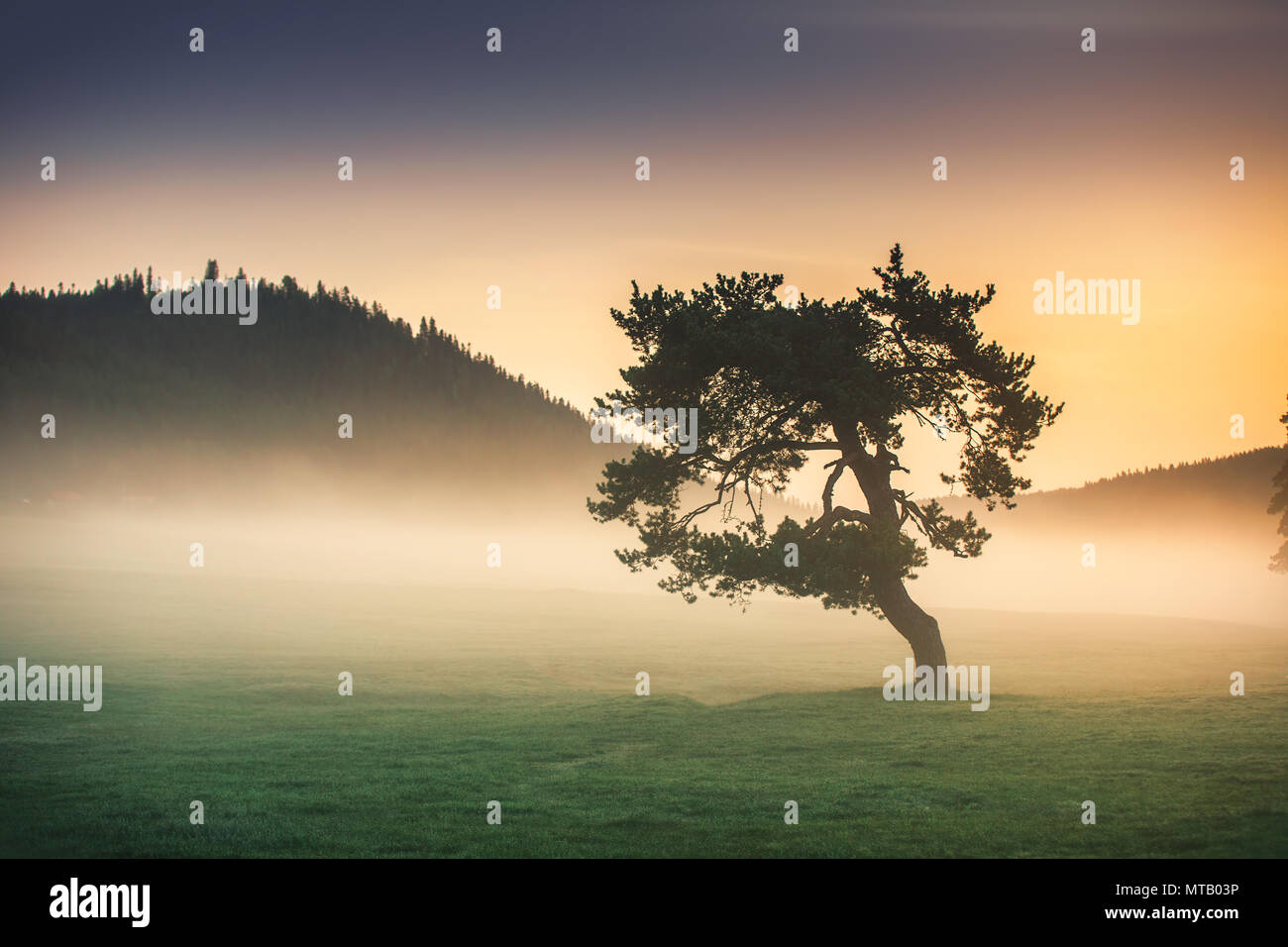 Misty Morning mit einsamer Baum im Feld. Stockfoto