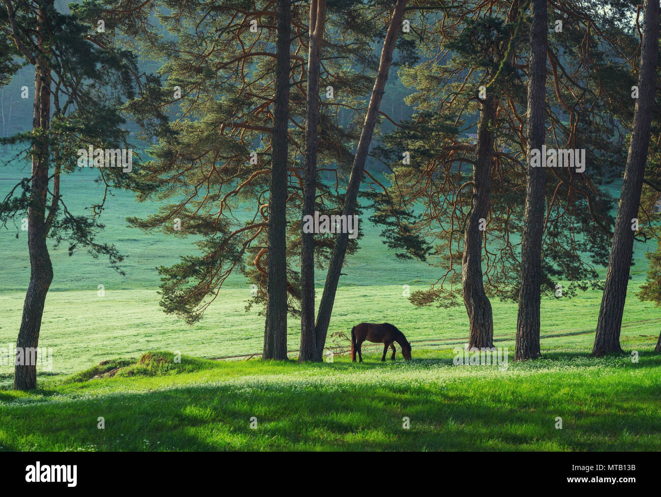 Mystic Sonnenaufgang über die verträumte Berg. Wild Horse Beweidung frisches Gras auf der Wiese. Bulgarien, Europa Stockfoto