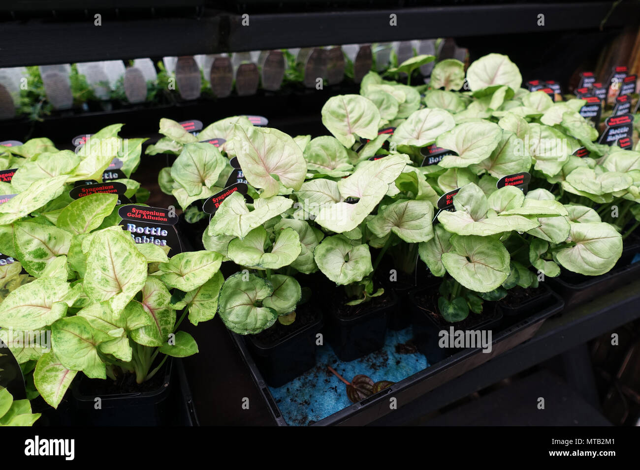 Syngonium Gold Anspielung Pflanzen zum Verkauf Stockfoto