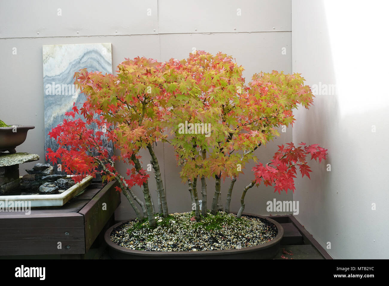 Japanischer Ahorn oder auch als Acer palmatum Osakazuki bekannt Stockfoto