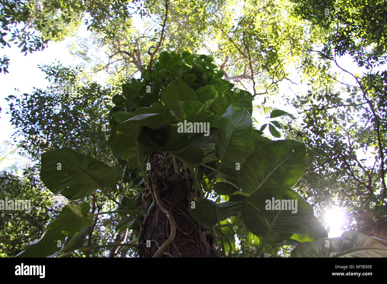 Pothos Ranke (Epipremnum aureum) wachsen auf einheimische australische Baum Stockfoto