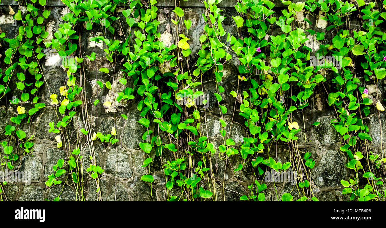 Die Wand mit Rebe und Gras, grüne Gras und die Reben an der Wand, das Gras und die Reben an der Wand Stockfoto