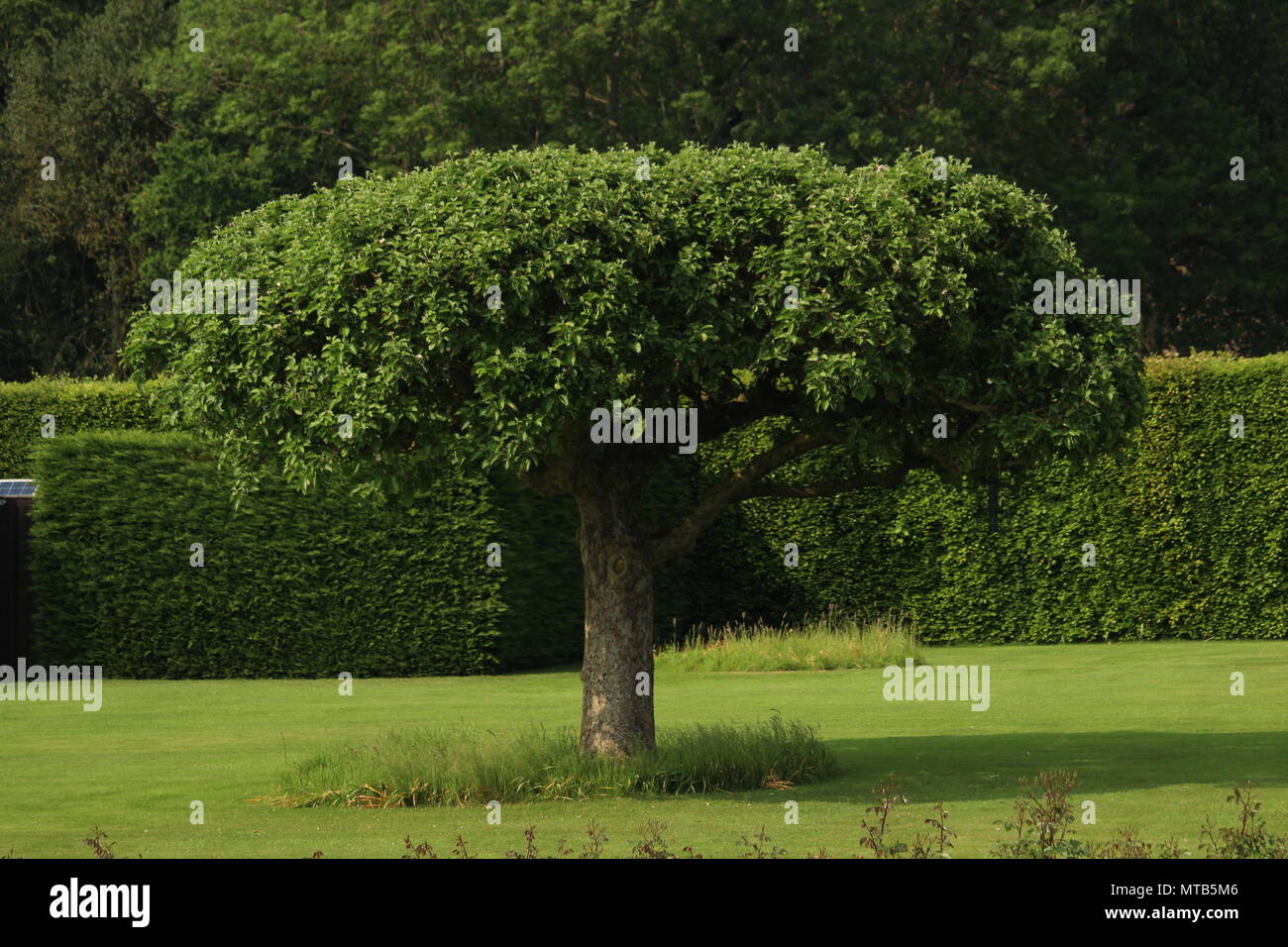 Pflanzen und Garten Design-Baum mit schönen zentralen Mittelpunkt umgeben von angelegten Gärten und Absicherung. Henley on Thames, Oxfordshire. Stockfoto