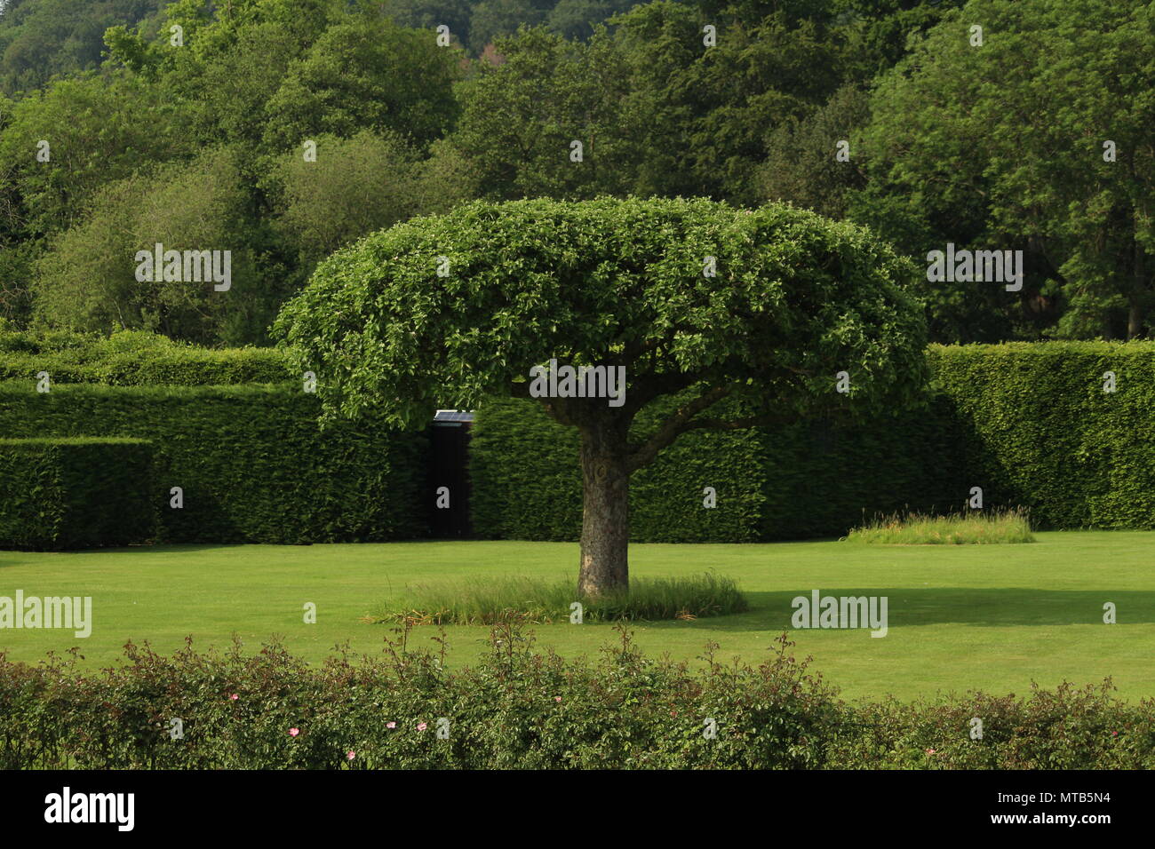 Pflanzen Und Garten Design Baum Mit Schonen Zentralen Mittelpunkt