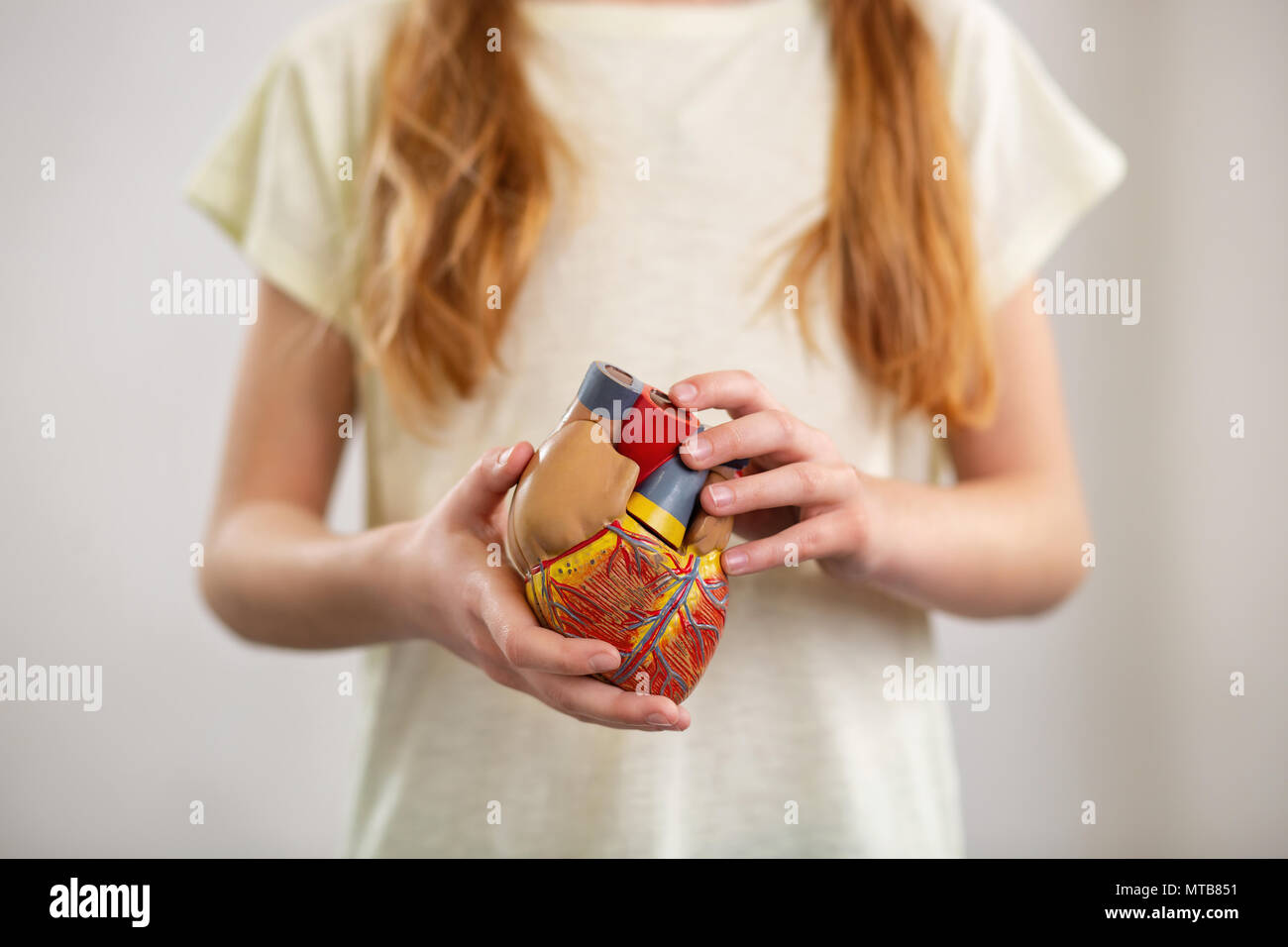 Cute smart Kind Holding ein menschliches Organ Modell Stockfoto