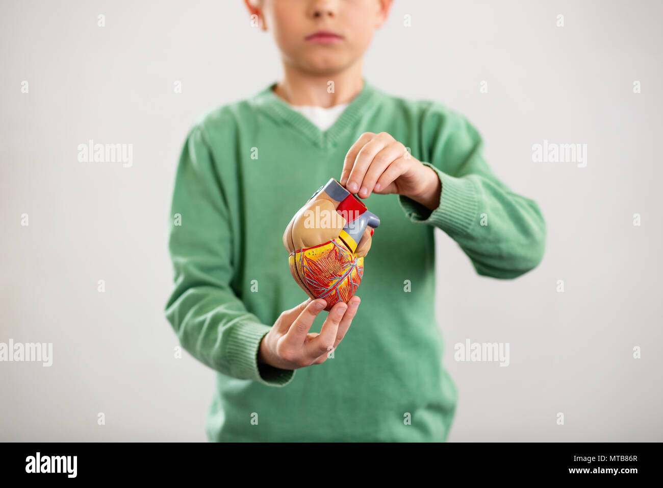 Selektiver Fokus eines menschlichen Herzens Stockfoto