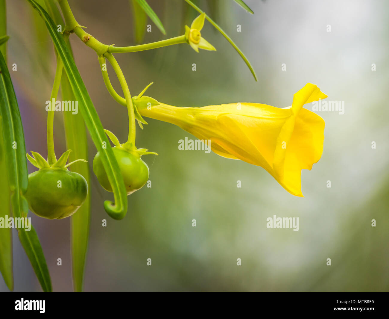 Gelbe Oleander (thevetia Rubro), auch als der glückliche Mutter Blume in Kolkata, Indien Stockfoto
