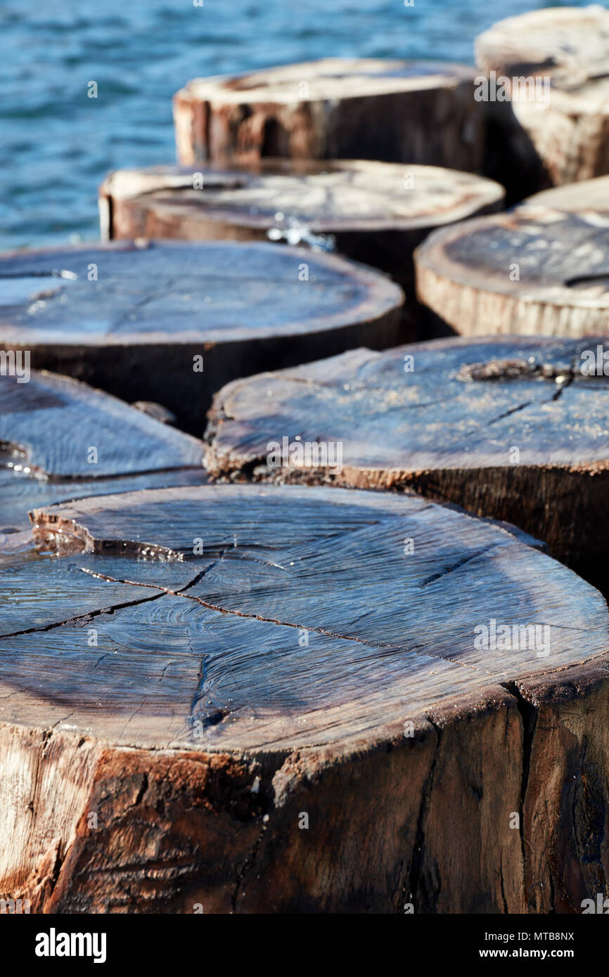 Nasses Holz- Baumstämme Muster in der Nähe des Meeres. Querschnitt hautnah. Stockfoto