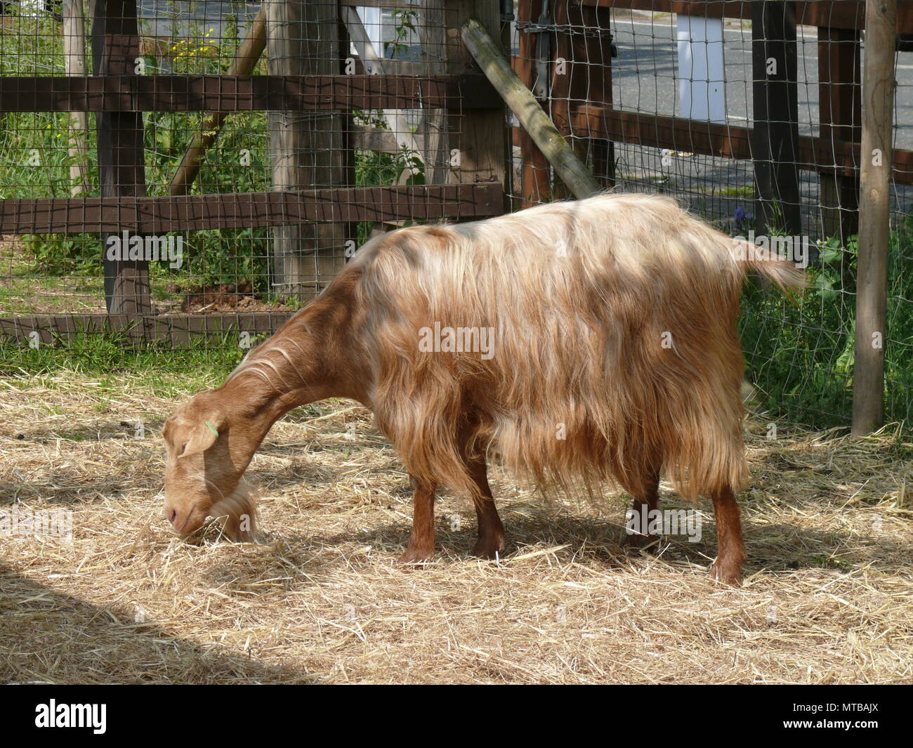 Weidende Ziege, London, England Stockfoto