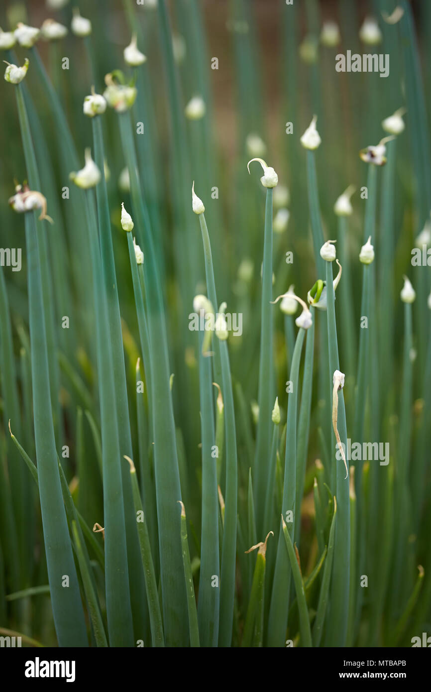 Nahaufnahme von Zwiebeln Pflanzen mit Samen im Garten Stockfoto