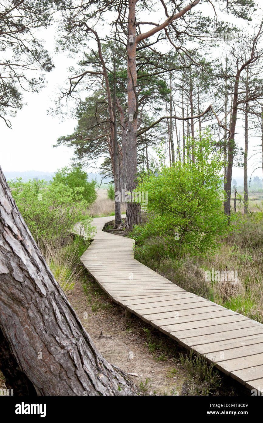 Holz- Board Walk, Thursley gemeinsame Naturschutzgebiet Surrey Board Walk im Mai mit Bäumen Stockfoto