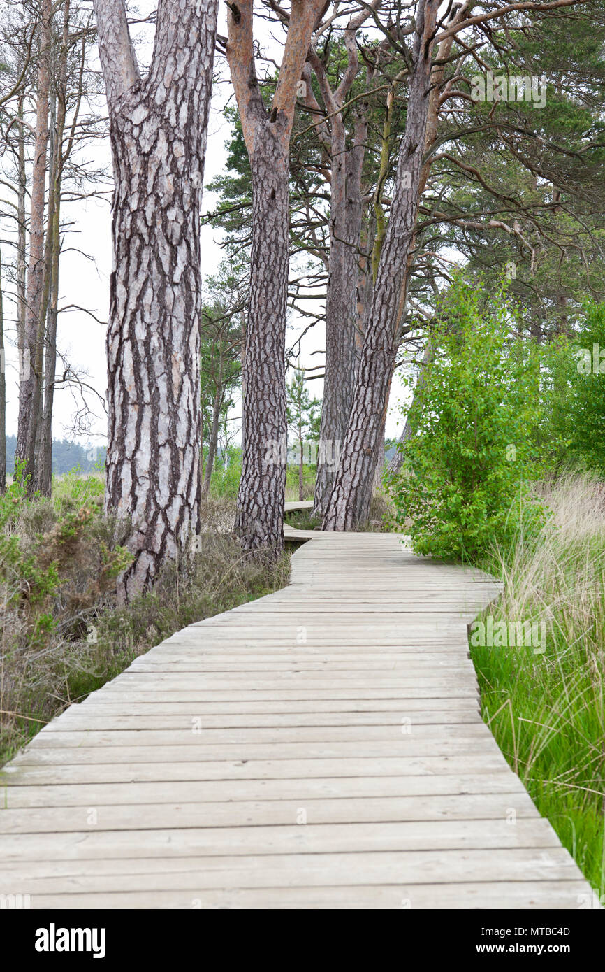 Holz- Board Walk, Thursley gemeinsame Naturschutzgebiet Surrey Board Walk im Mai mit Bäumen Stockfoto