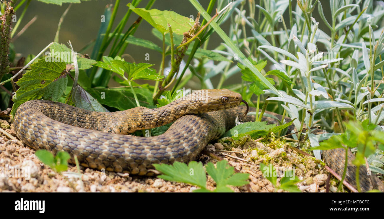 Würfelnatter/Natrix tessellata Stockfoto