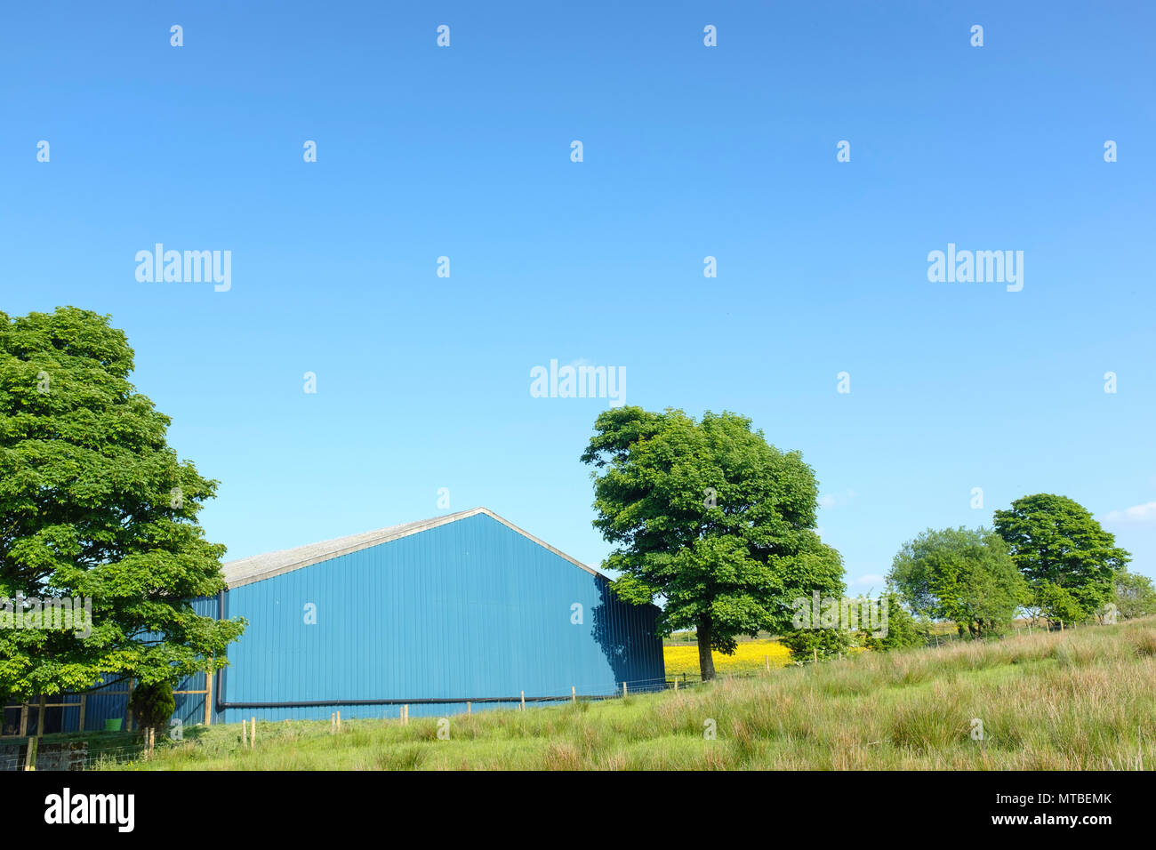 Blaue Scheune mitten in einer ländlichen Umgebung mit tief blauen Himmel Stockfoto