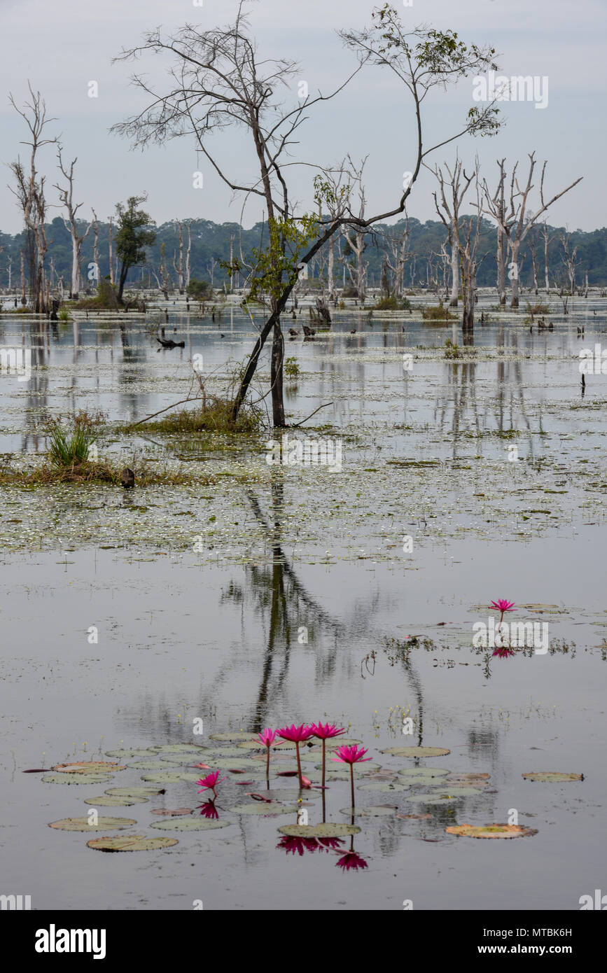 Blick auf den Burggraben mit toten Bäumen um Preah Neak Poan Tempel in Kambodscha Stockfoto