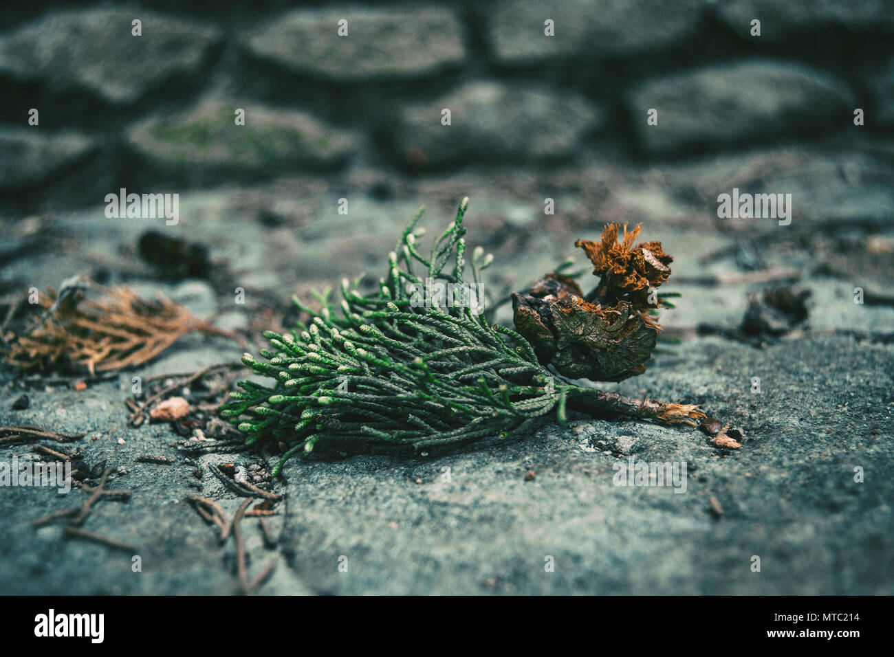 Blätter und Früchte von Cupressus sempervirens auf dem Steinboden. Stockfoto
