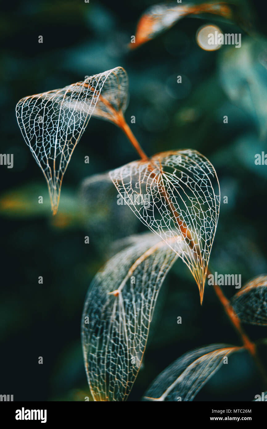 Zarte blatt Skelett Makro Nahaufnahme, Ruscus aculeatus Stockfoto