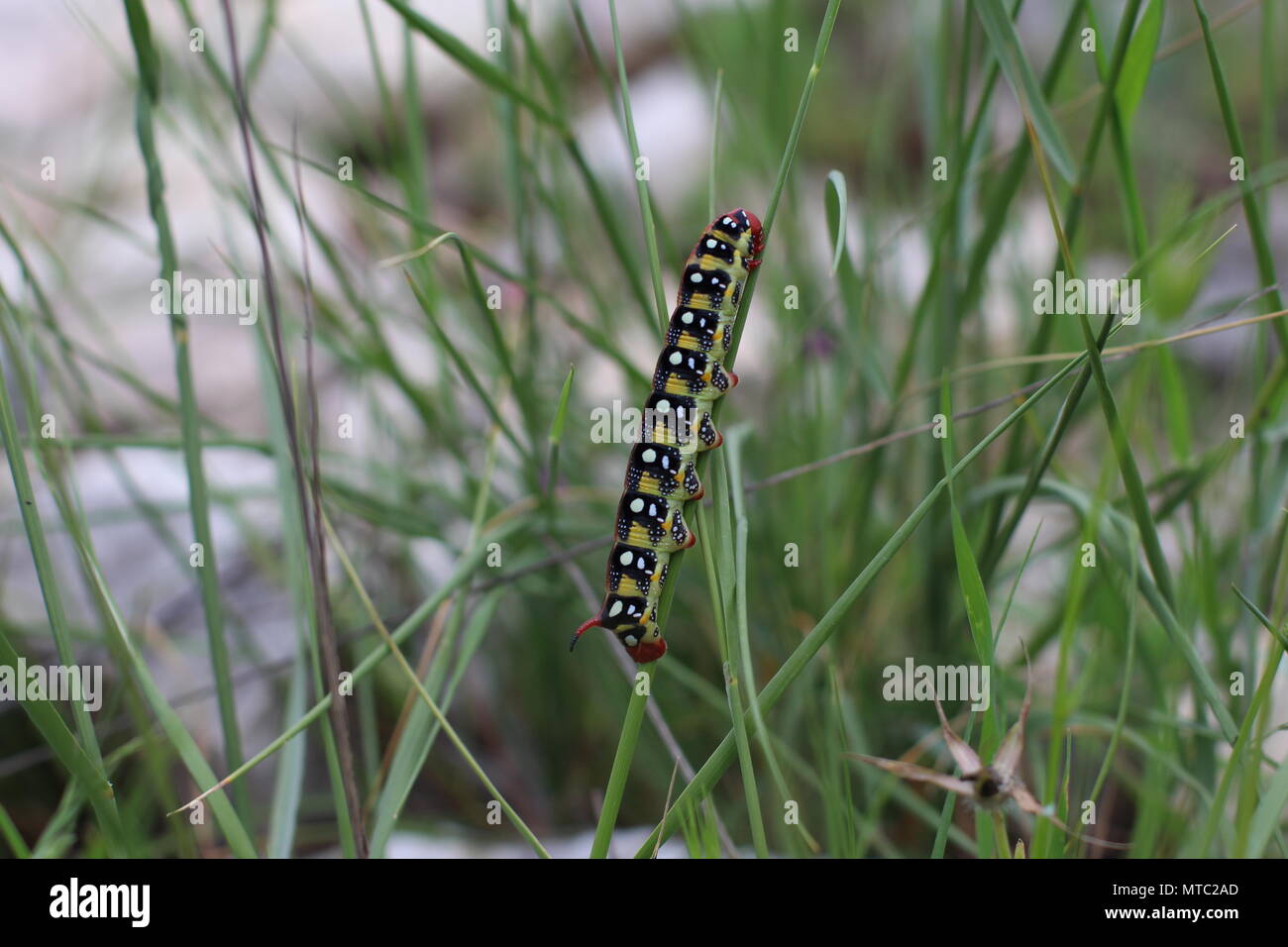 Single Caterpillar von wolfsmilch Hawk-moth (Hyles euphorbiae) Stockfoto