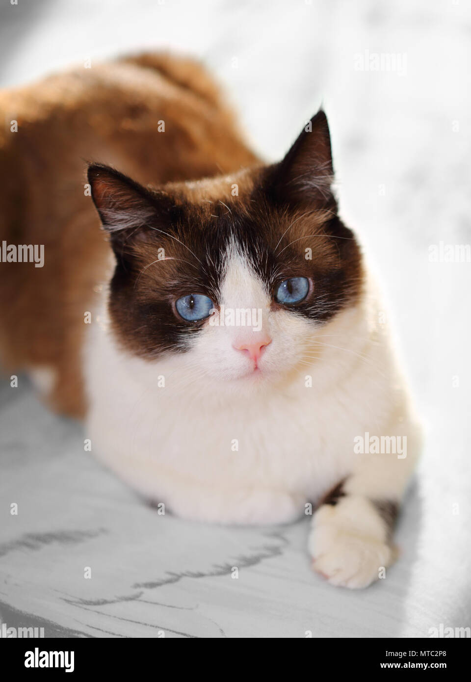 Schneeschuh Katze portrait Stockfoto