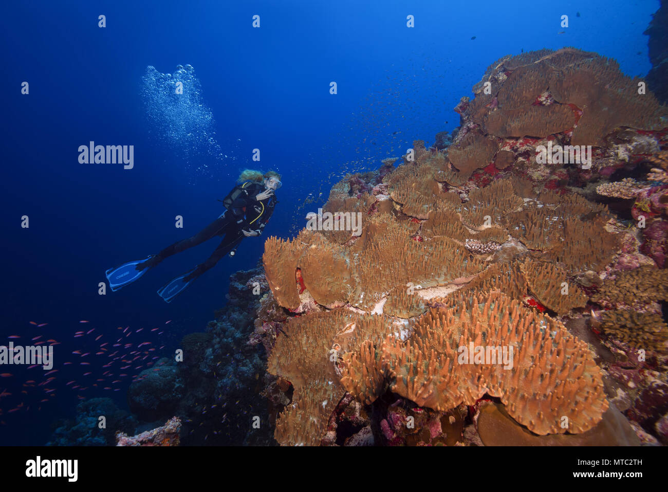 Weibliche Scuba diver Lool am wunderschönen Korallenriff mit Weichkorallen - Leder Korallen Sinularia gibberosa) Stockfoto