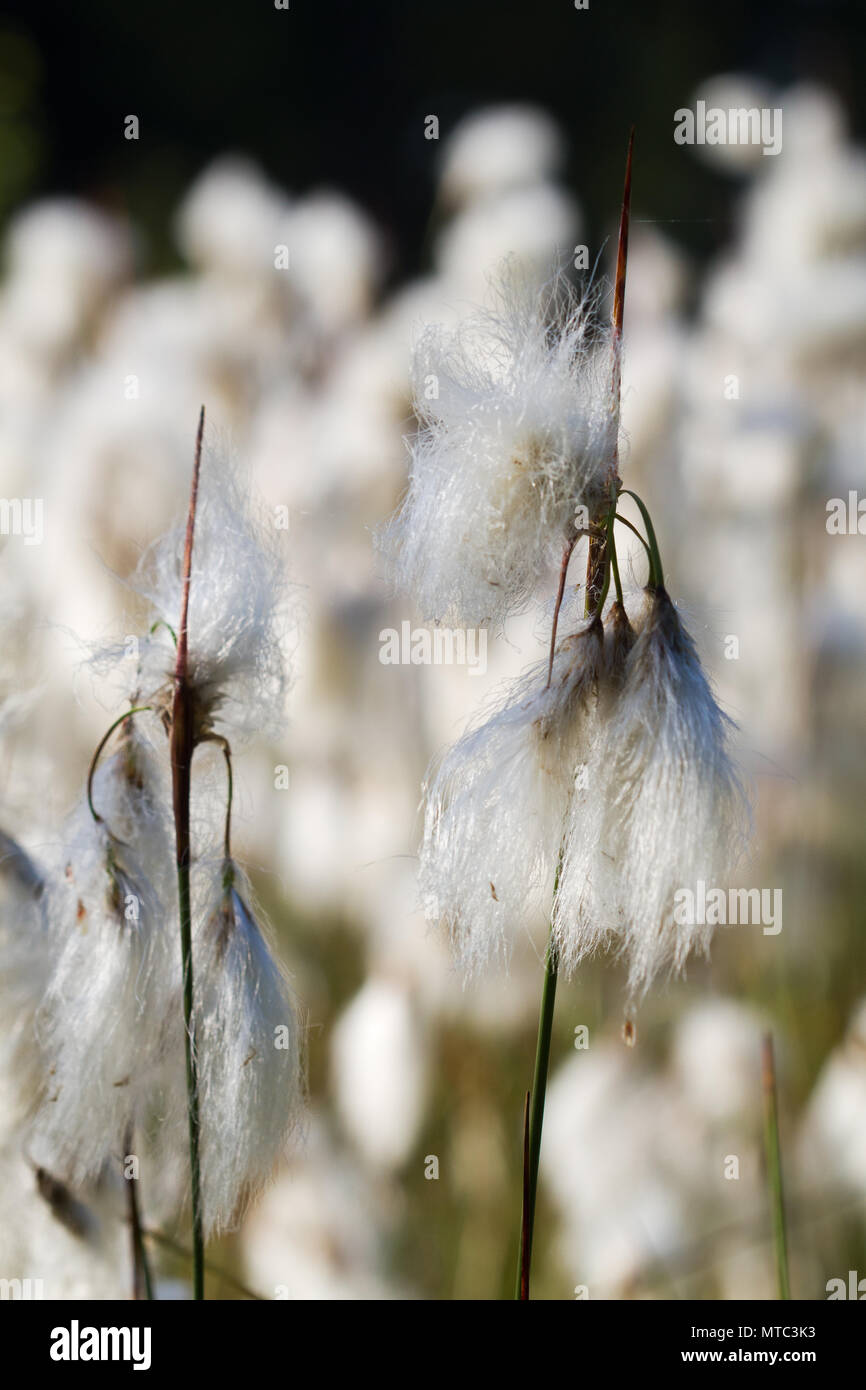 Die weißen Blüten der Gemeinsamen Wollgras oder gemeinsamen cottonsedge, auch bekannt als 08/15 Baumwolle Stockfoto