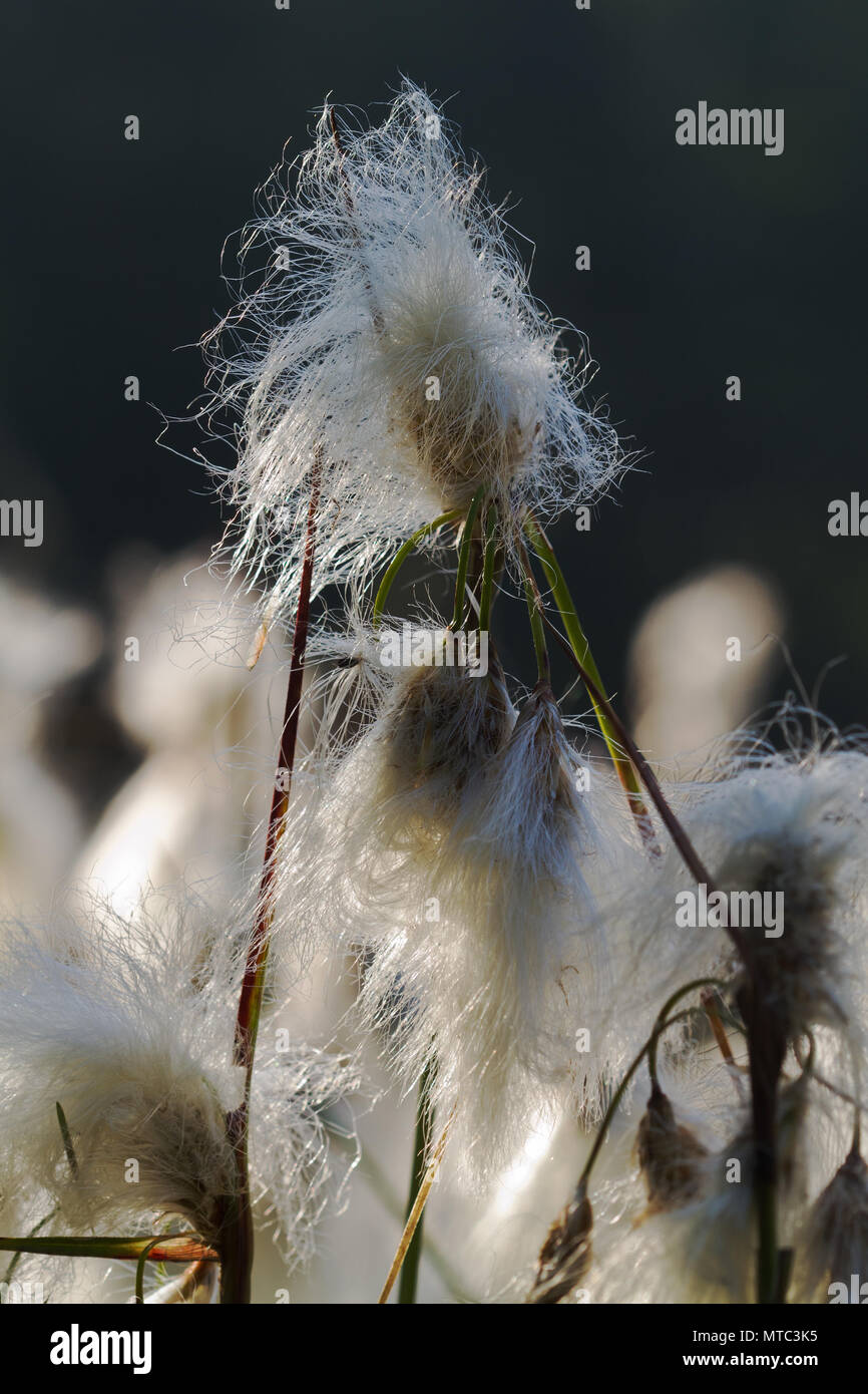Die weißen Blüten der Gemeinsamen Wollgras oder gemeinsamen cottonsedge, auch bekannt als 08/15 Baumwolle Stockfoto