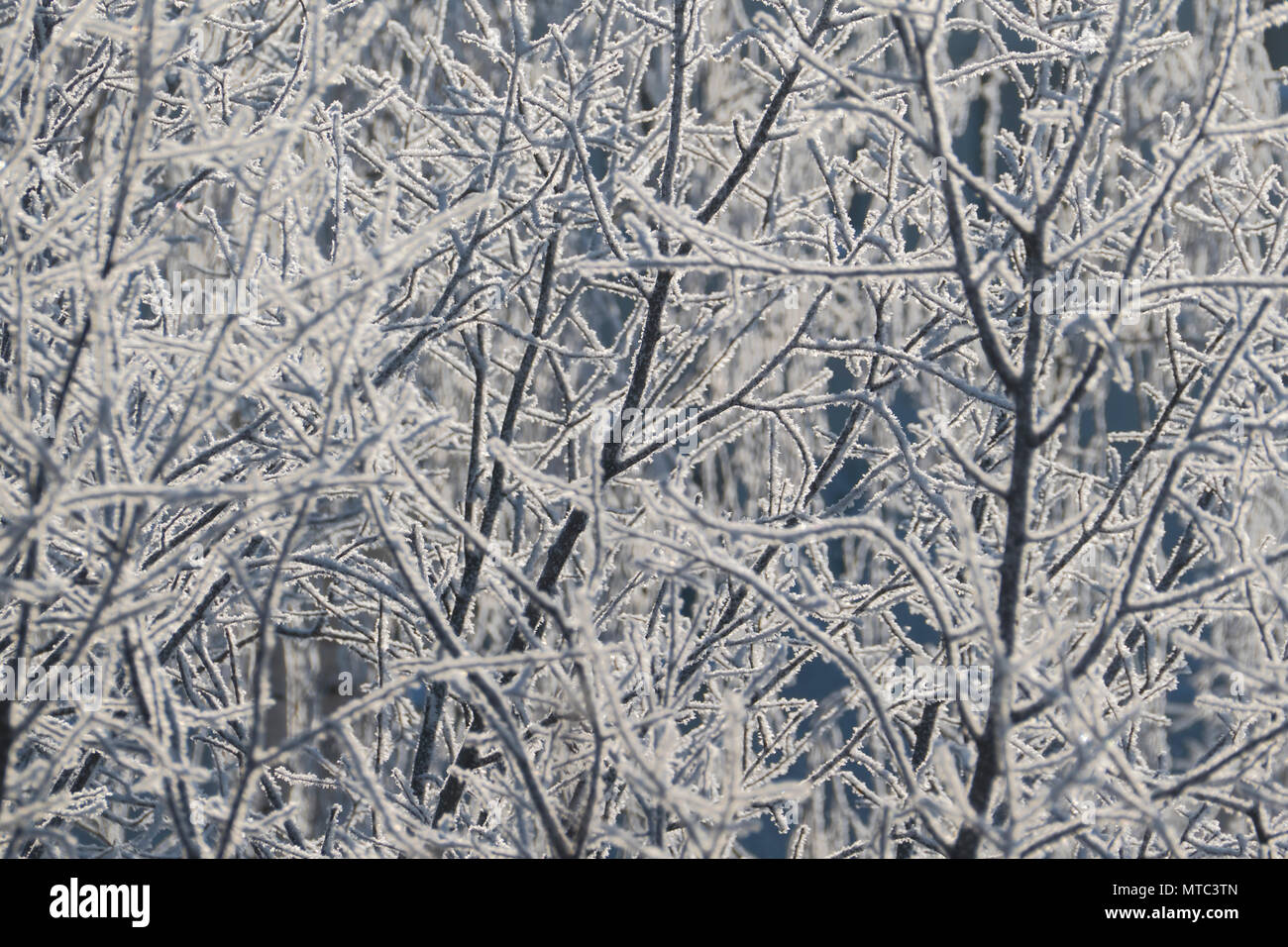 Zweige eines Baumes bedeckt mit Frost Stockfoto