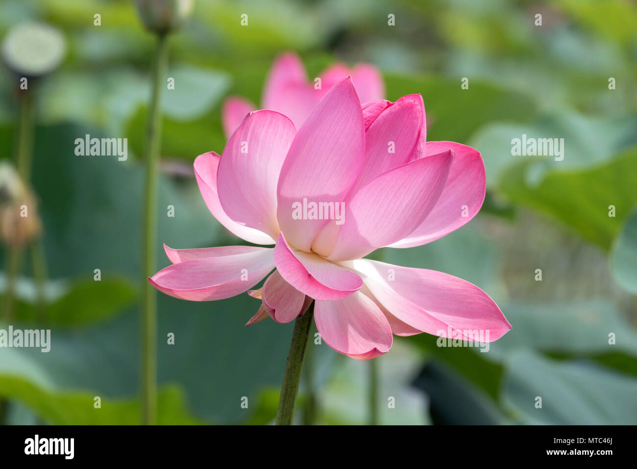 Lotus Flower close-up Stockfoto