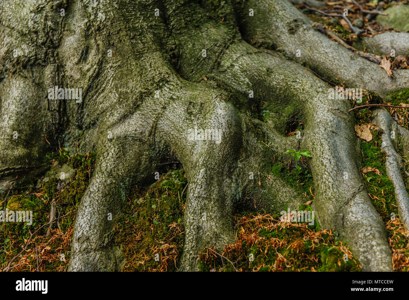 Die Wurzeln einer alten Buche Stockfoto