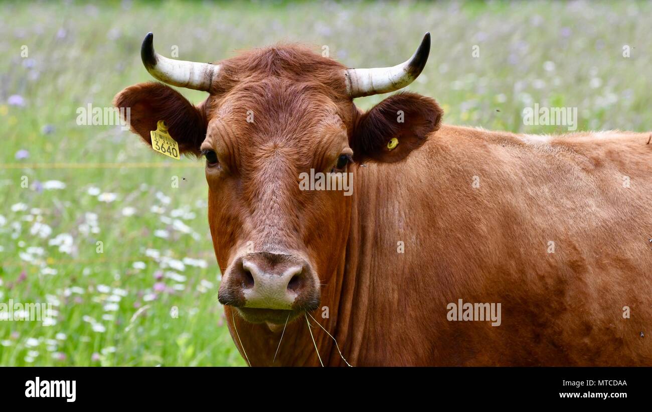 HAPPY COW Stockfoto